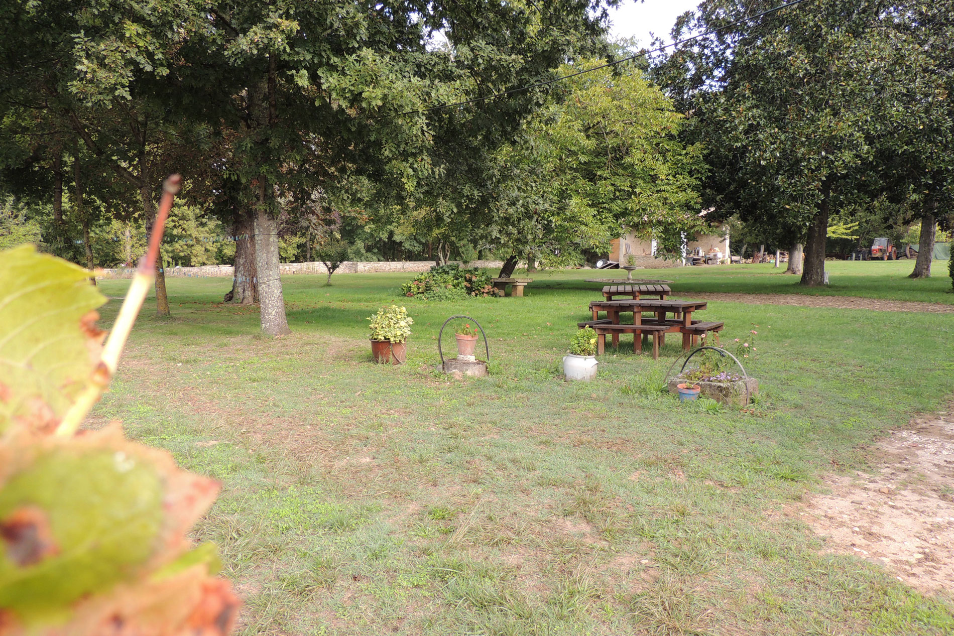 The garden